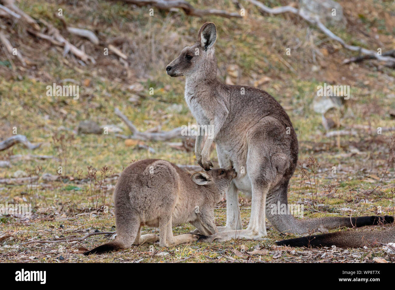 Eastern Grey Kangaroo joey drinking milk outside the pouch on Red Hill Nature Reserve, ACT, Australia on a winter morning in August 2019 Stock Photo