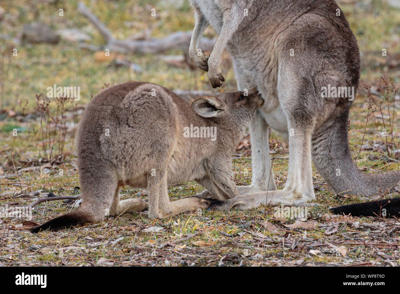 Eastern Grey Kangaroo joey drinking milk outside the pouch on Red Hill Nature Reserve, ACT, Australia on a winter morning in August 2019 Stock Photo