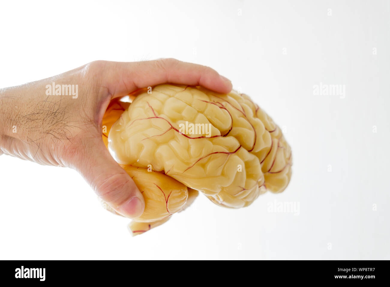 close-up-of-hand-picking-up-a-human-brain-anatomical-model-WP8TR7.jpg