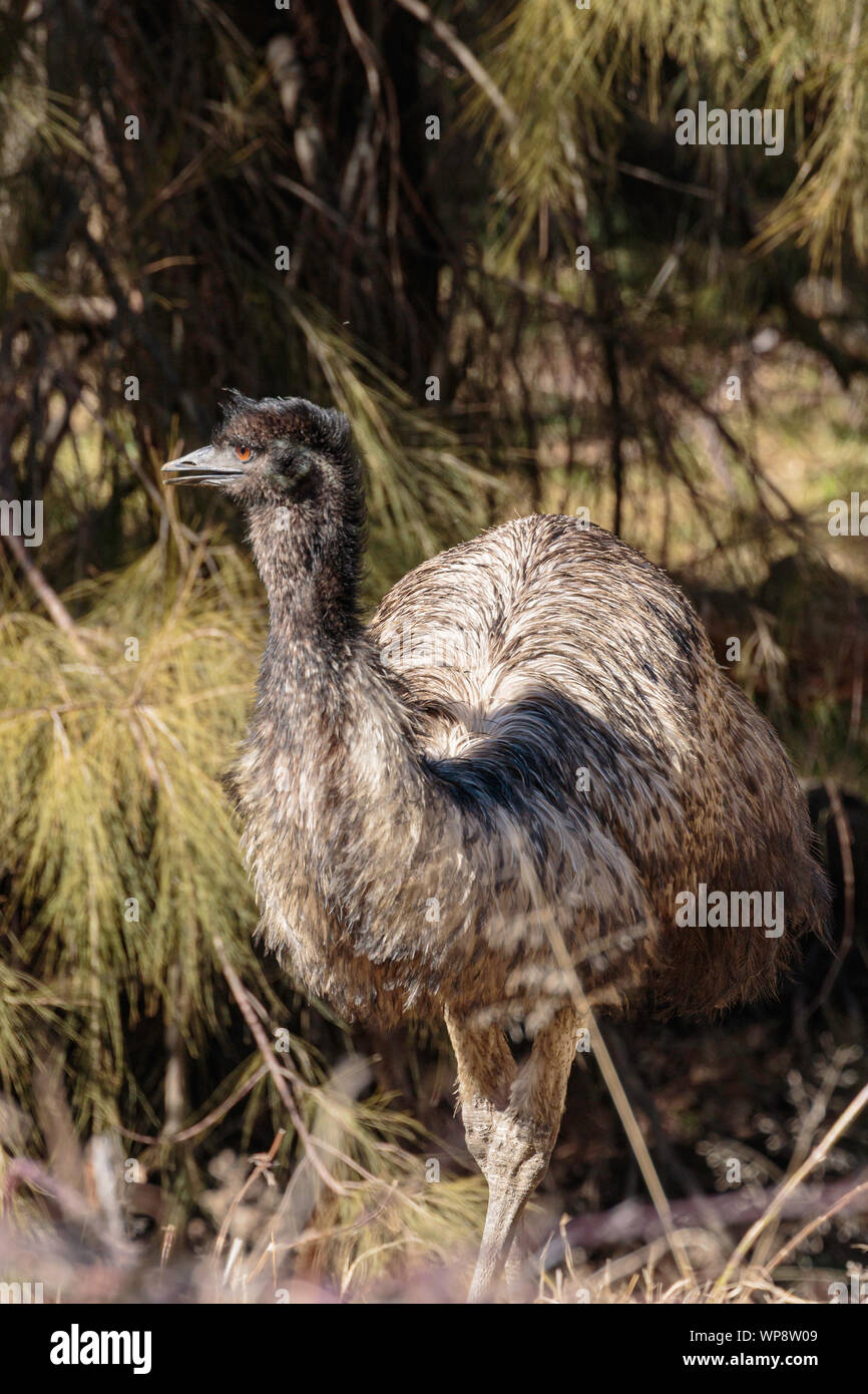 Emu looking for food on at the lower Cotter, ACT, Australia on a winter morning in August 2019 Stock Photo