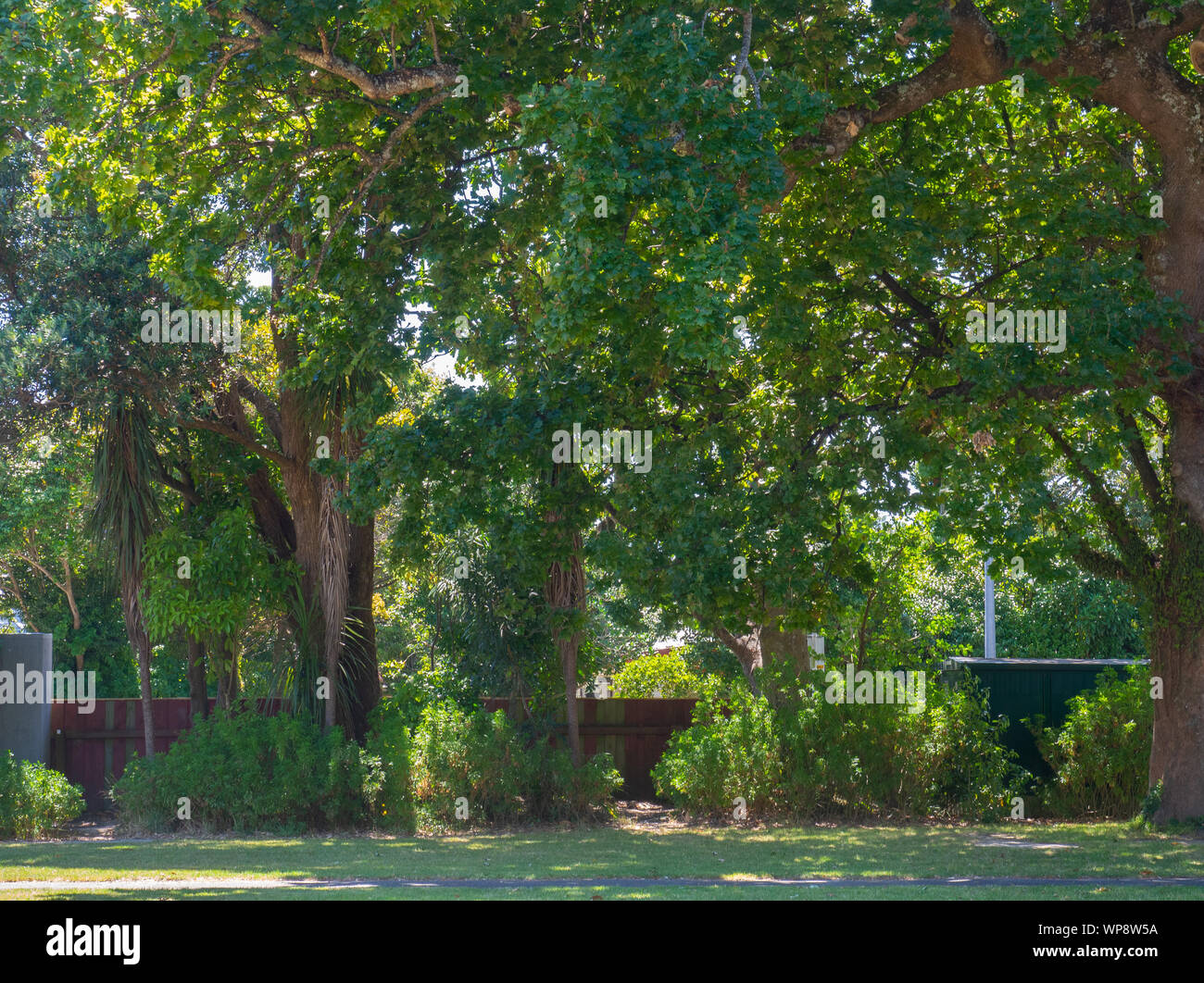 Green grass trees leaves hi-res stock photography and images - Alamy