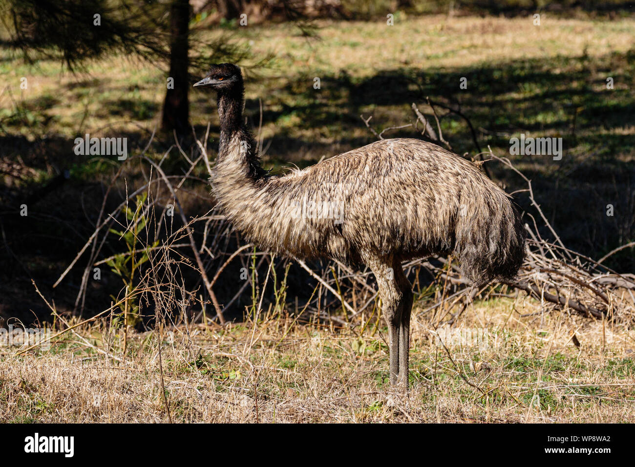 Emu looking for food on at the lower Cotter, ACT, Australia on a winter morning in August 2019 Stock Photo