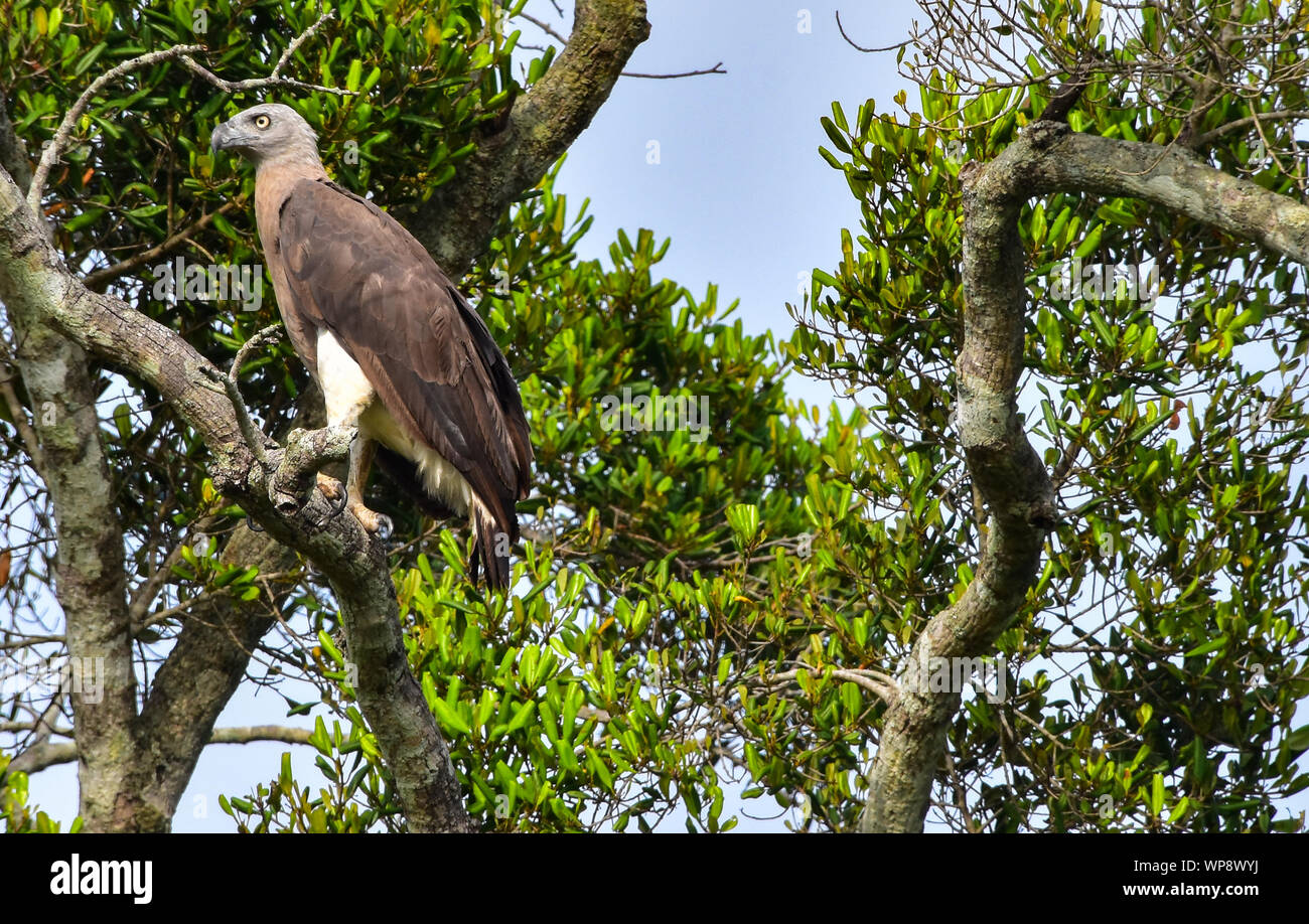 Grey-headed Fish Eagle perched in tree, Kaudulla National Park, Sri Lanka Stock Photo