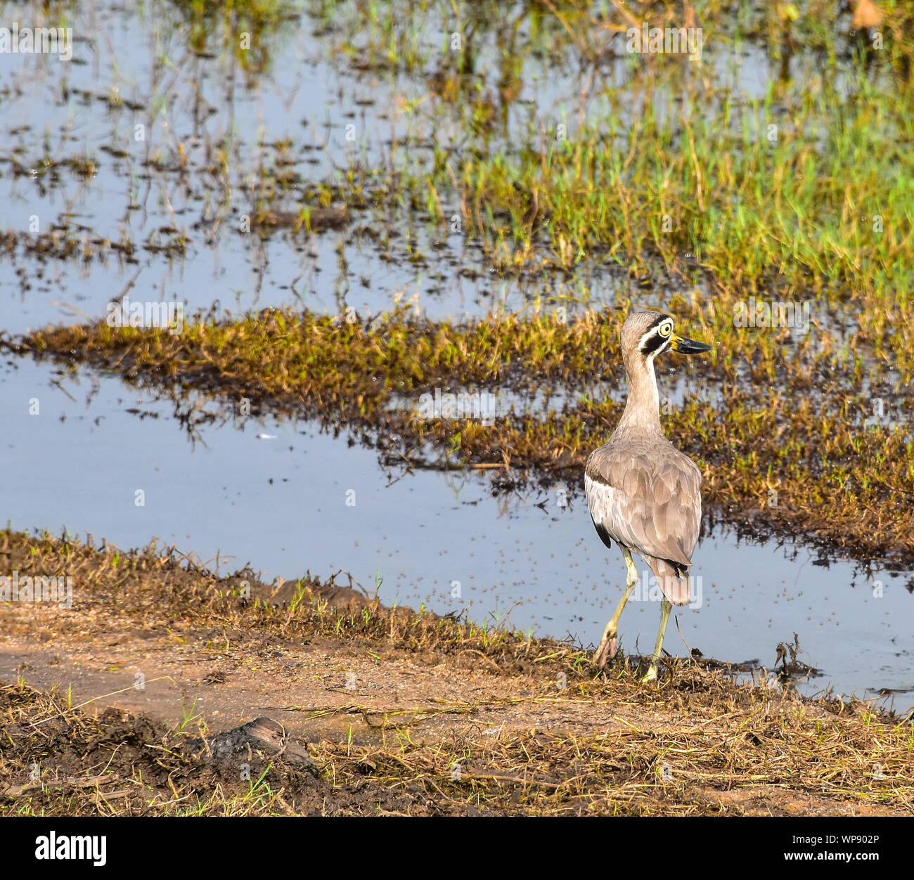 Great Stone-curlew, Great Thick-knee, Kaudulla National Park, Sri Lanka Stock Photo