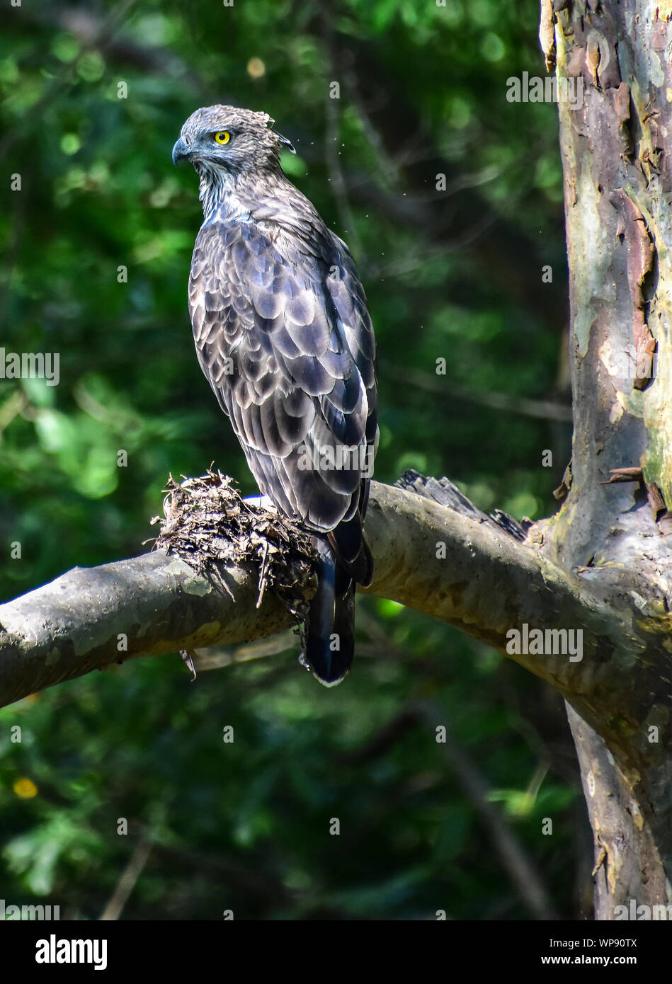 Changeable Hawk Eagle, Crested Hawk Eagle, Kaudulla National Park, Sri ...