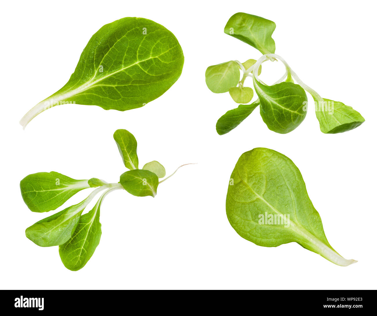 various leaves and twigs of mache (valerianella locusta) plant isolated on white background Stock Photo