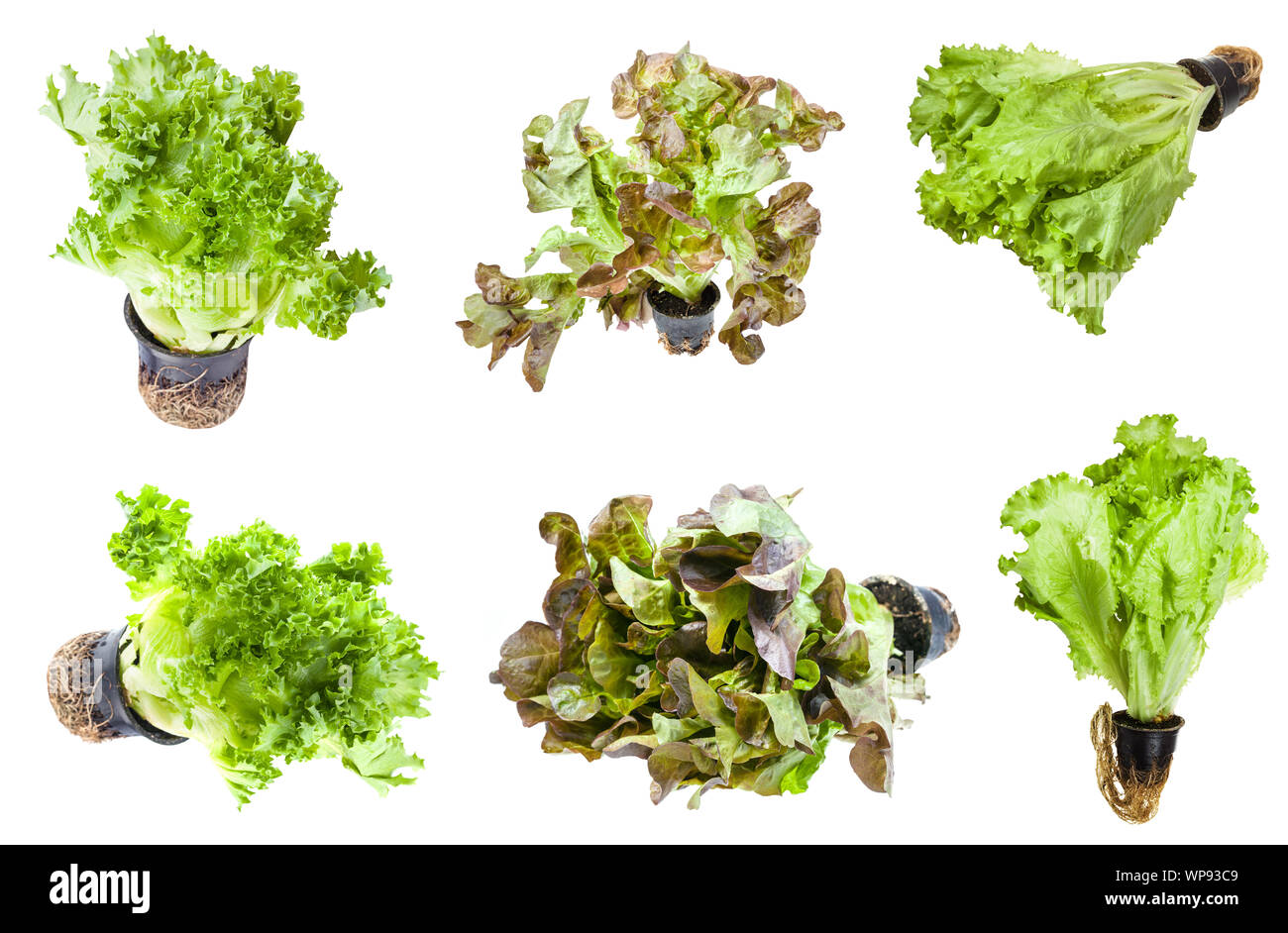 various lettuces (leaf salad) in pots isolated on white background ...
