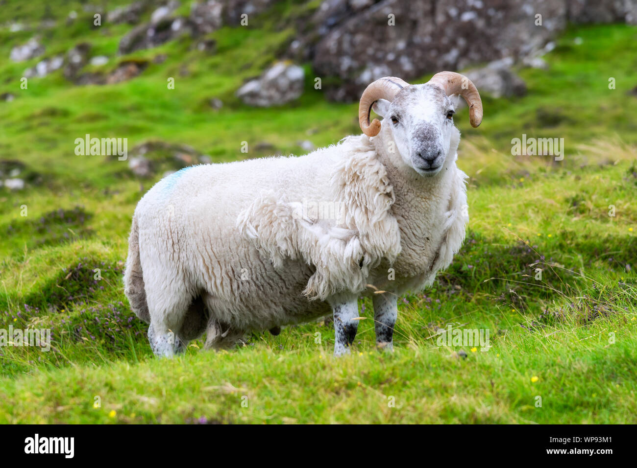 Scottish sheep grazing, Highlands, Scotland Stock Photo Alamy