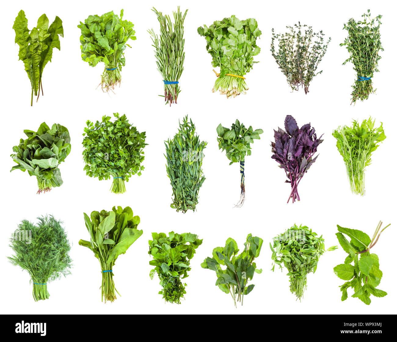 bunches of fresh edible greens (mizuna, lemon balm, , mentha, thyme, coriander, cilantro, basil