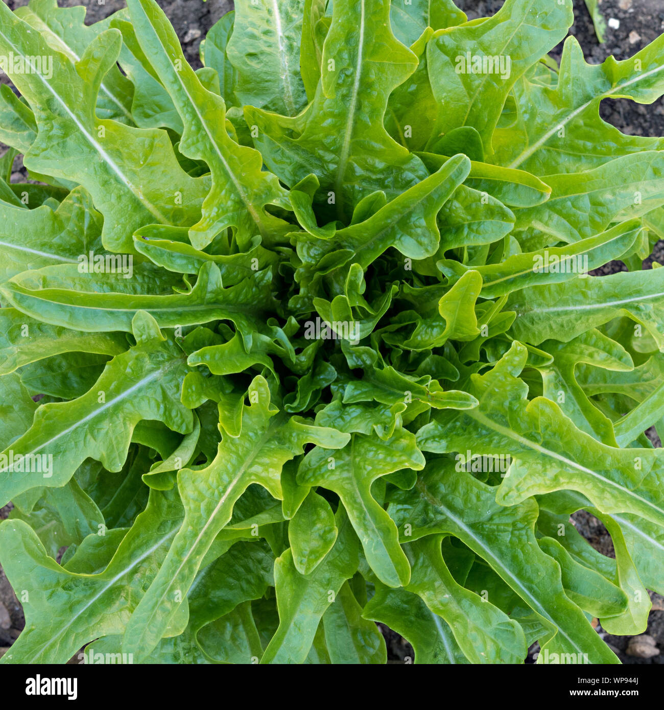 Closeup of Catalogna Cocarde (Lactuca sativa 'Cocarde') green lettuce plant growing in vegetable garden, England, UK Stock Photo