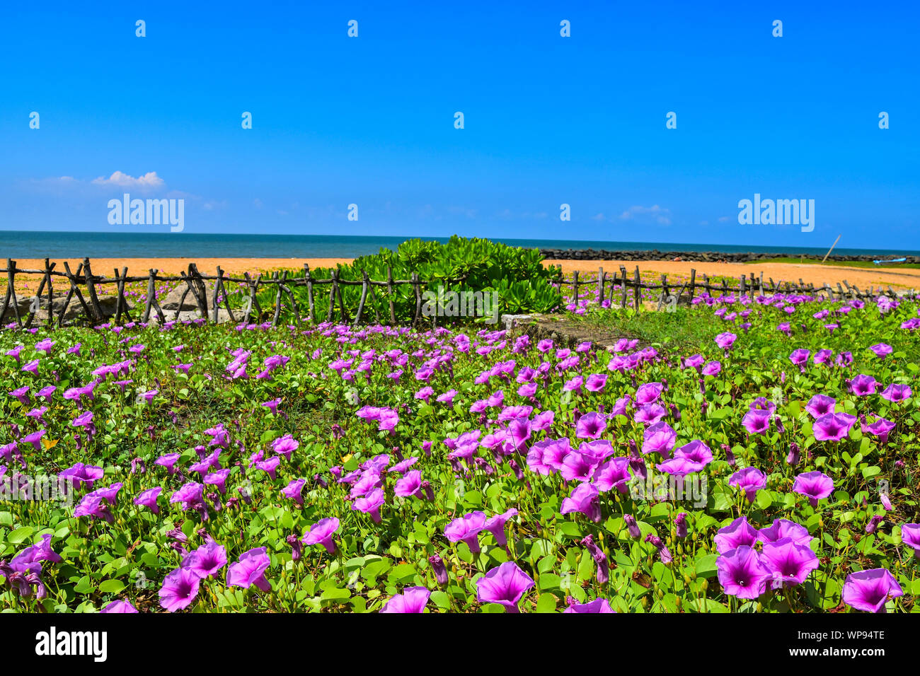 Purple flowers sri lanka hires stock photography and images Alamy