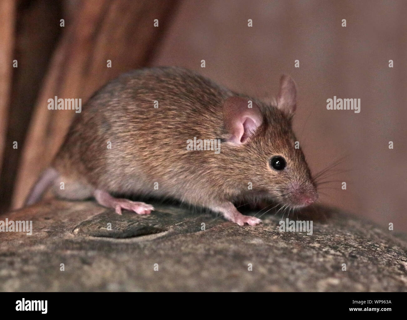 House Mouse (mus musculus) male Stock Photo