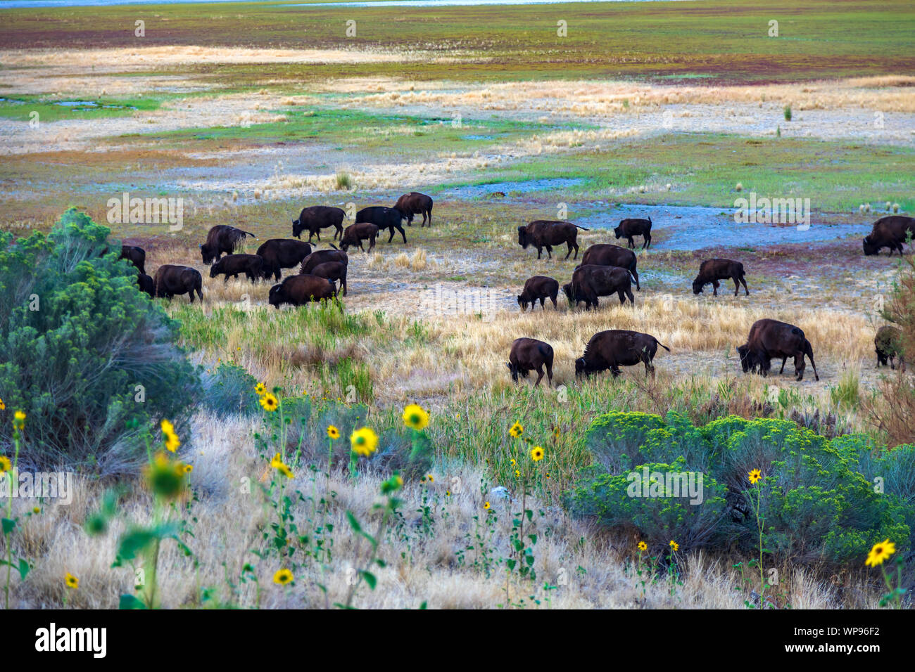 In this shot a herd of American Bison ((Bison bison) as they graze in the Buffalo Bay area on Antelope Island State Park, Utah, USA. Stock Photo