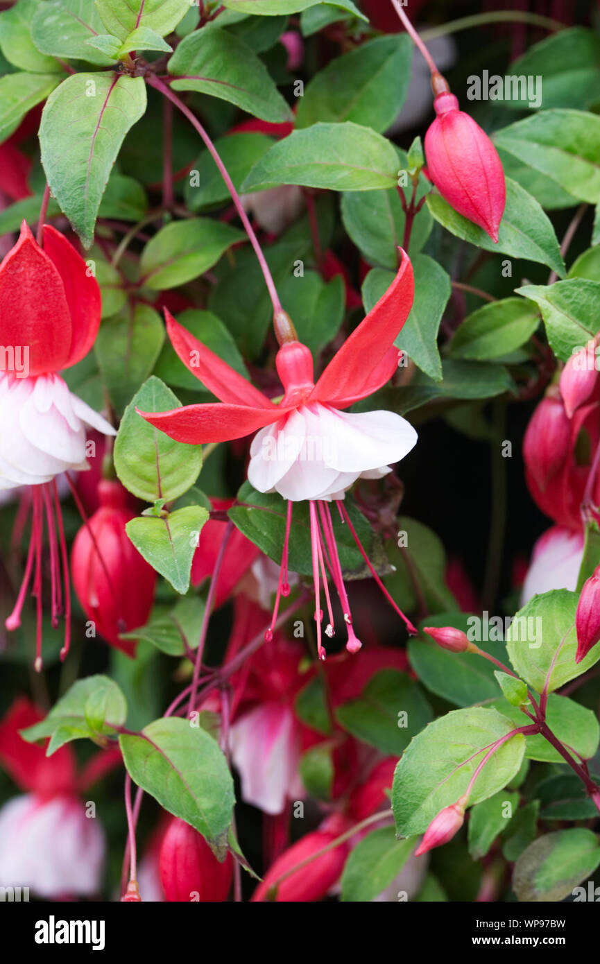 Fuchsia 'Lady in Red' Stock Photo