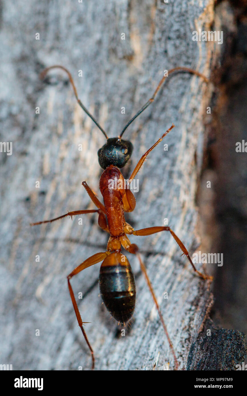Banded sugar ant hi-res stock photography and images - Alamy