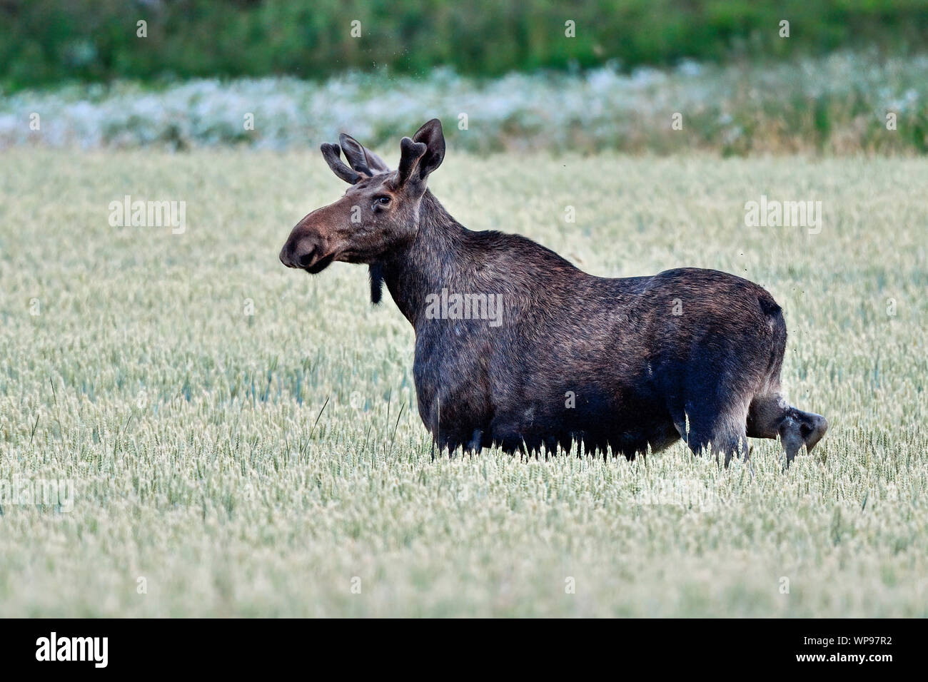 Moose bull is running across wheatfield Stock Photo