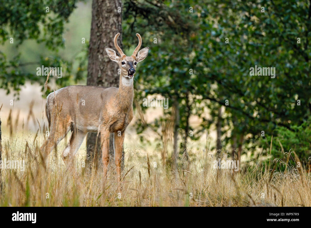 White-tailed deer is chatting with somebody Stock Photo