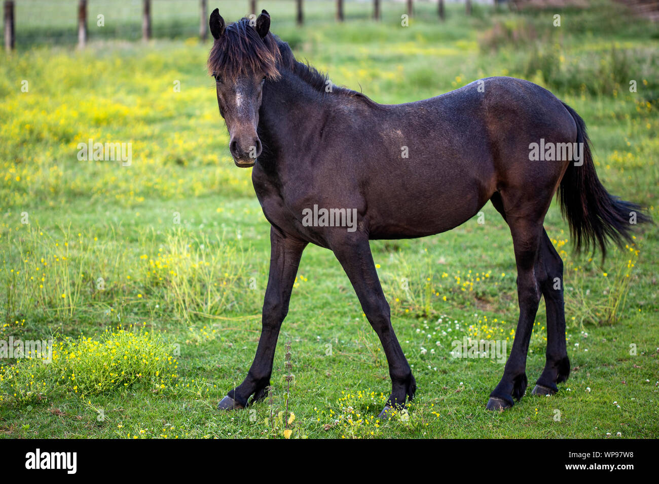 Black farm beautiful horse on a green grass Stock Photo
