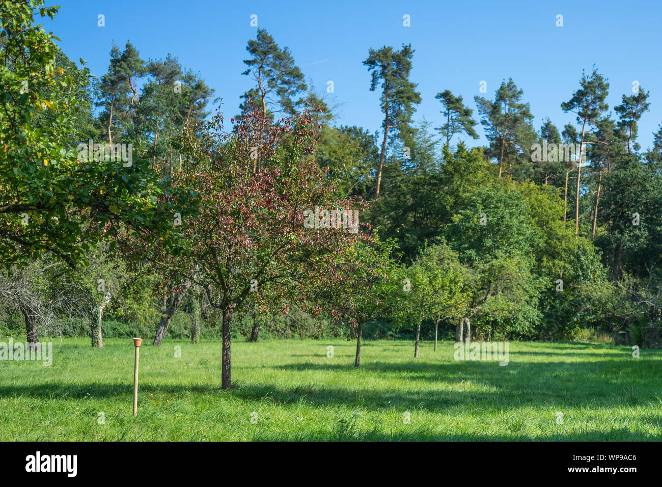 Apple trees meadow apples hi-res stock photography and images - Alamy