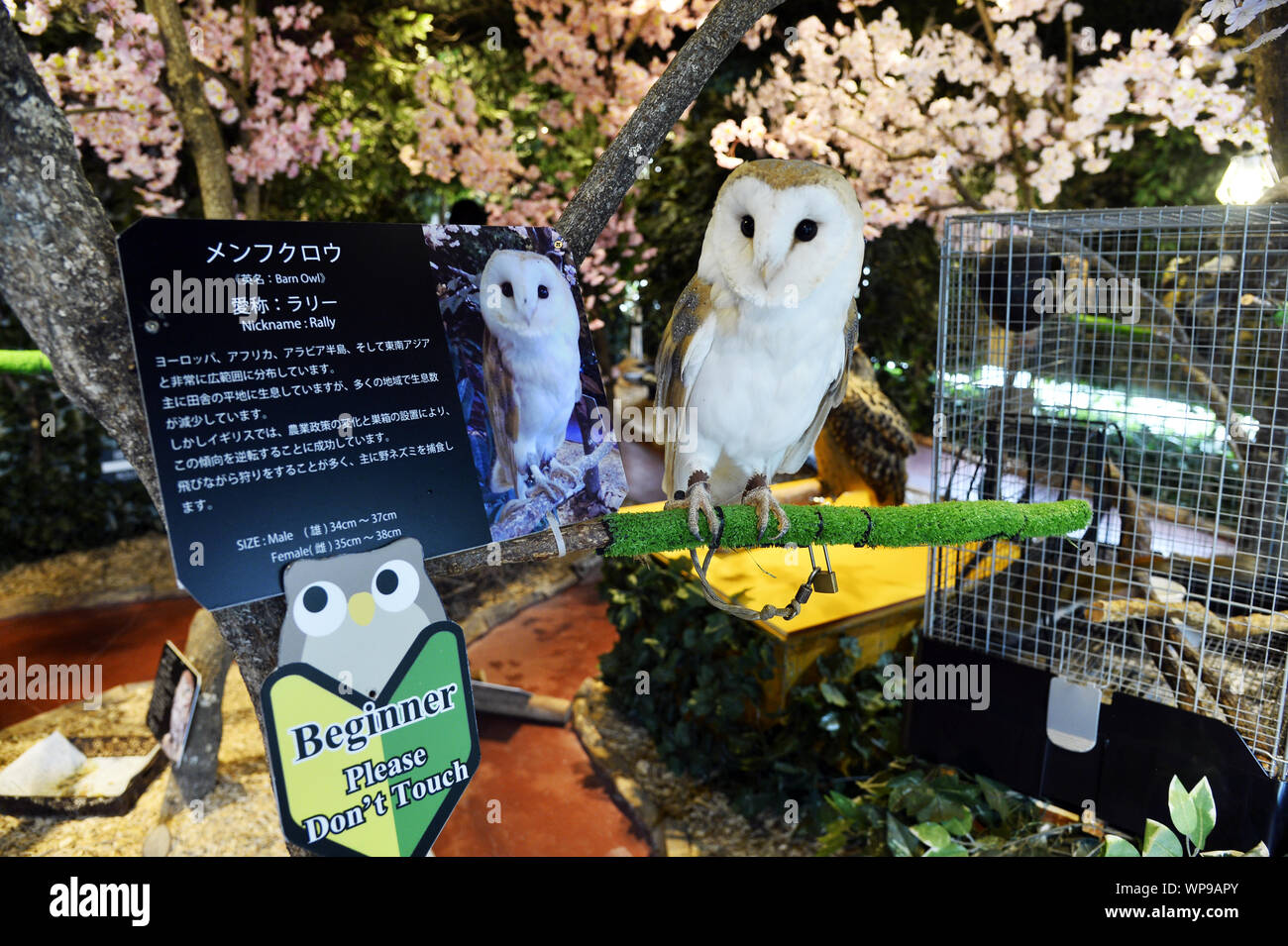 Owl Cafe Kamakura Japan Stock Photo Alamy