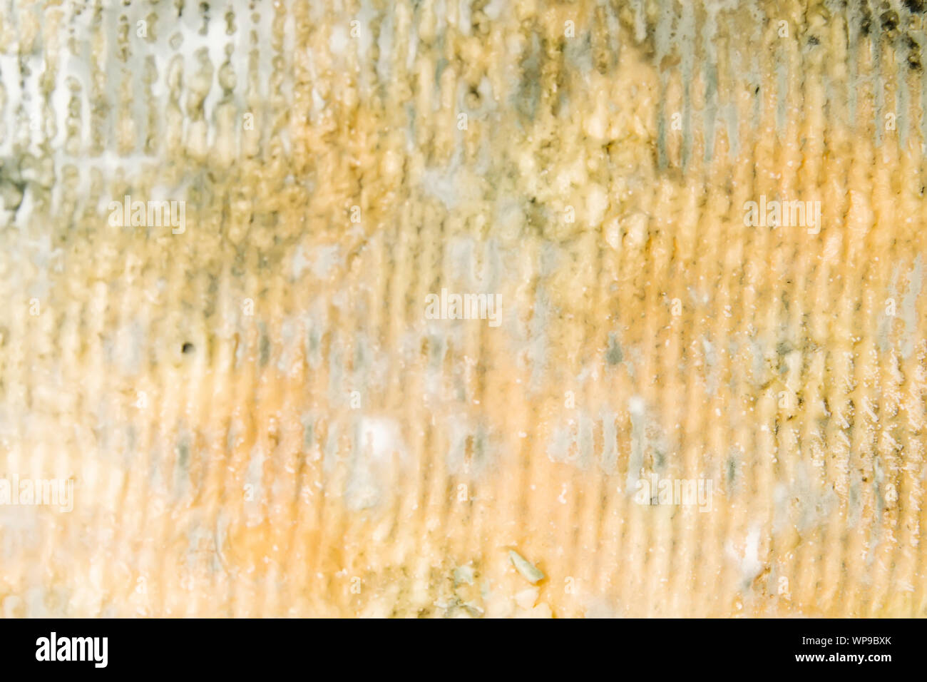 Closeup detail of the texture of Bleu d'Auvergne cheese Stock Photo - Alamy