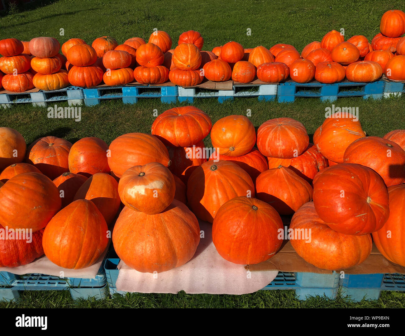 Orange pumpkins on display at the farmers market Stock Photo - Alamy