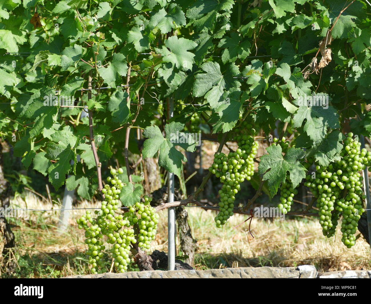 Vineyard at Grandvaux, Switzerland Stock Photo