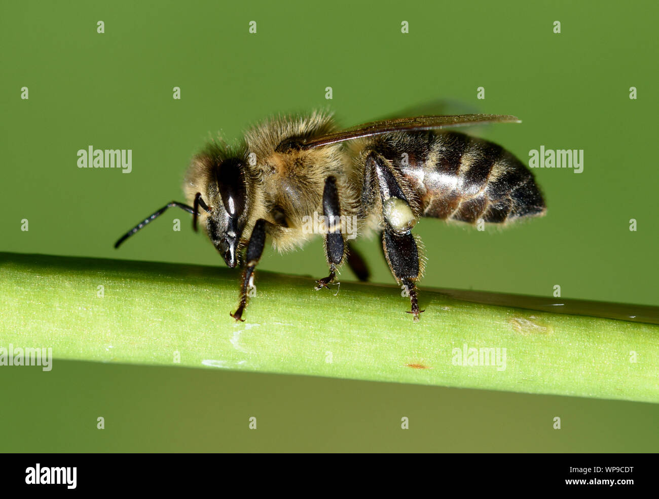 Honigbiene, Apis mellifera, ist ein wichtiges Insekt zur Bestaeubung von Pflanzen und zum Sammeln von Honig. Honey bee, Apis mellifera, is an importan Stock Photo