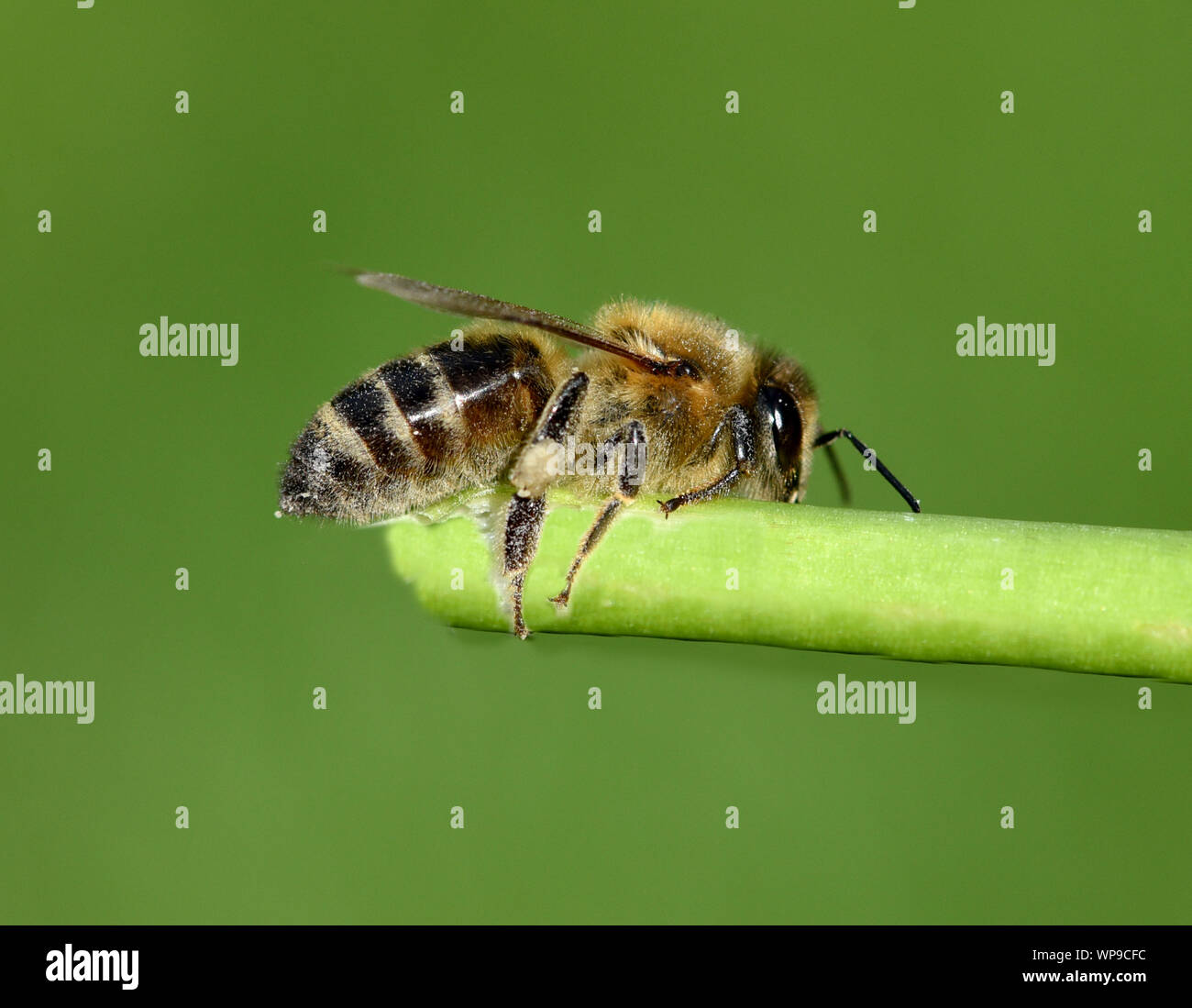 Honigbiene, Apis mellifera, ist ein wichtiges Insekt zur Bestaeubung von Pflanzen und zum Sammeln von Honig. Honey bee, Apis mellifera, is an importan Stock Photo