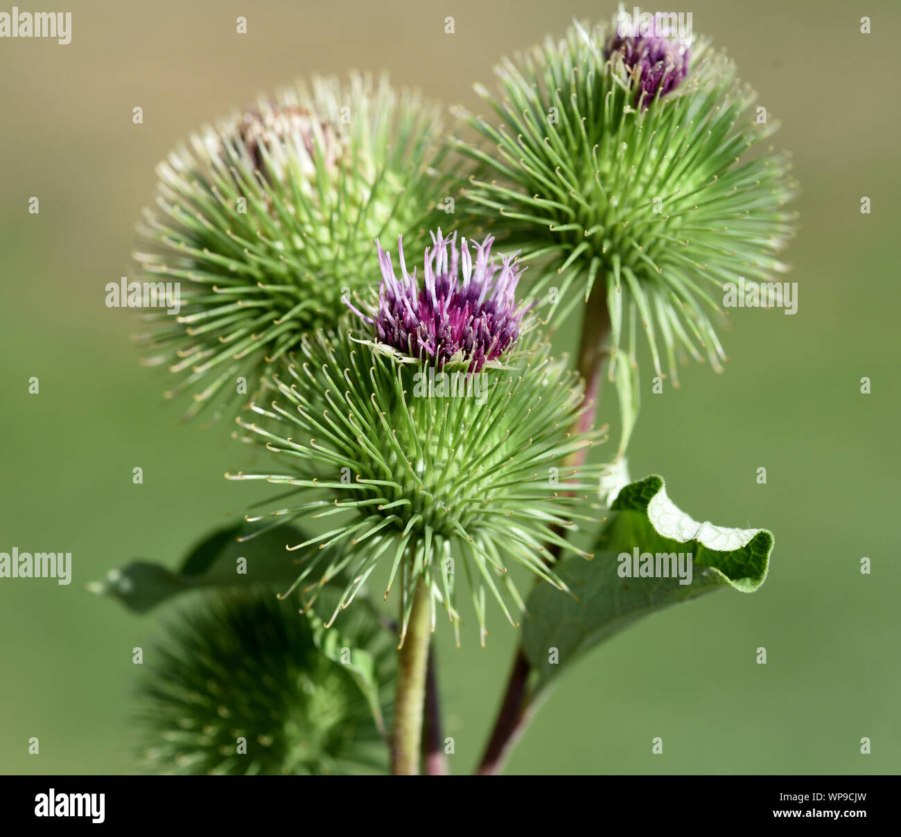 Grosse Klette, arctium, lappa, ist eine wichtige Heilpflanze mit lila Blueten und wird in der Medizin verwendet. Big burdock, arctium, lappa, is an im Stock Photo