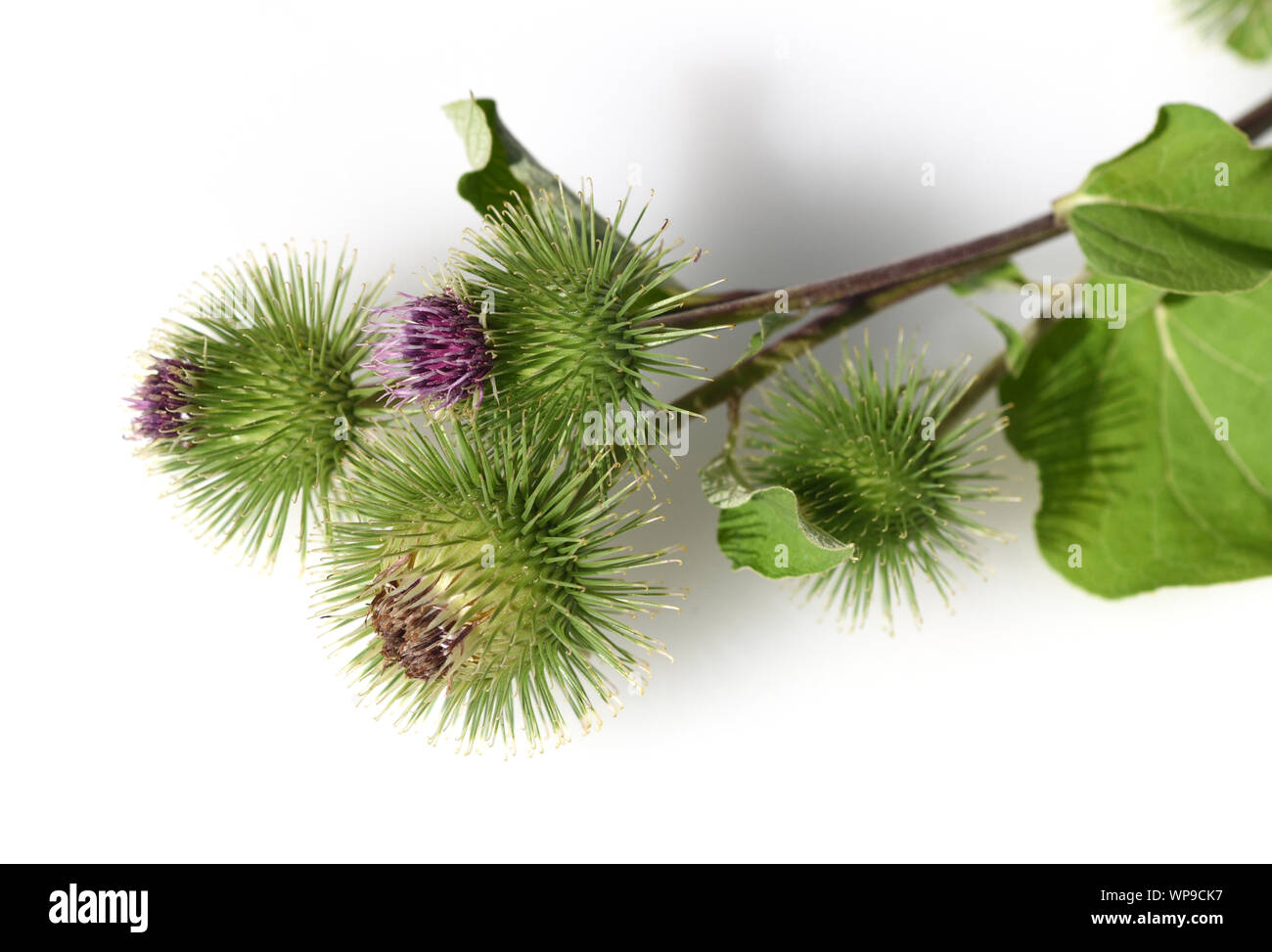 Grosse Klette, arctium, lappa, ist eine wichtige Heilpflanze mit lila Blueten und wird in der Medizin verwendet. Big burdock, arctium, lappa, is an im Stock Photo