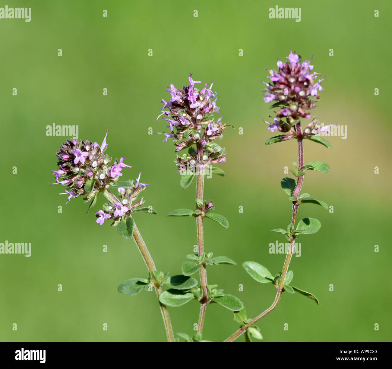 Quendel, auch Feldthymian genannt, Thymus serpyllum hat lila Blueten