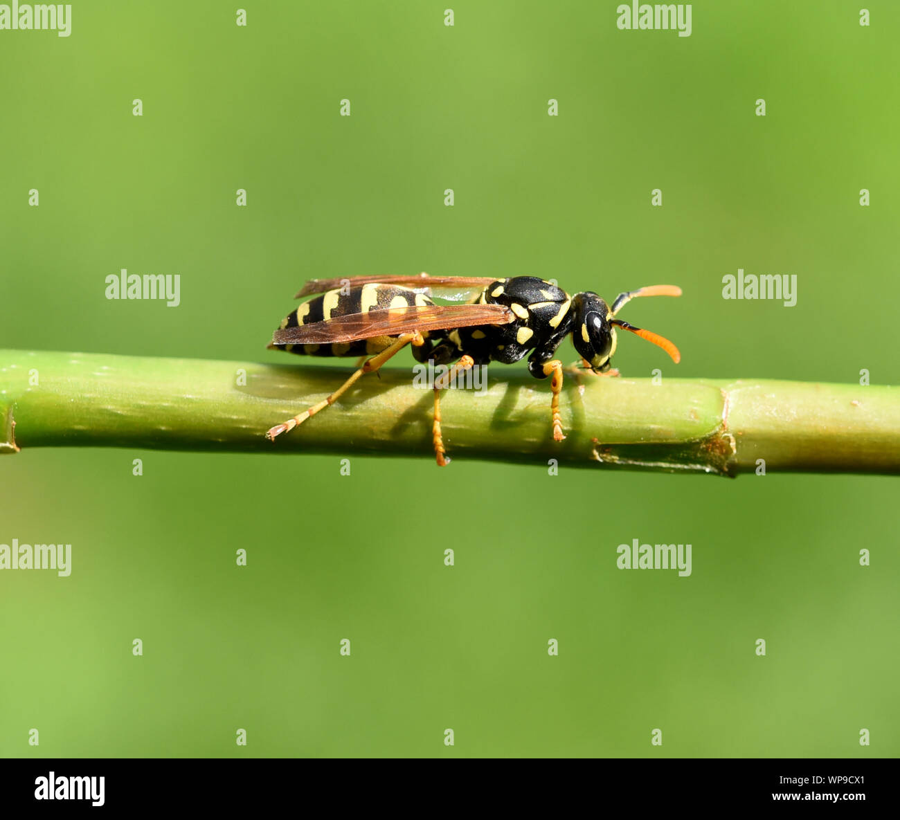 Echte wespen hires stock photography and images Alamy