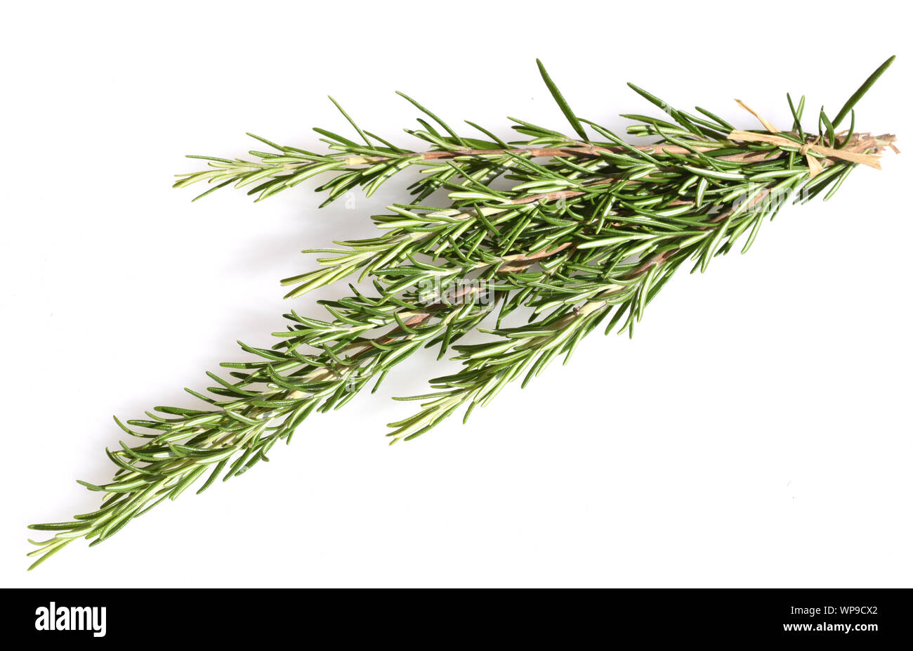 Rosmarin, Rosemary officinalis, ist eine Heil- und Kraeuterpflanze. Rosemary officinalis, is a medicinal and herbal plant. Stock Photo
