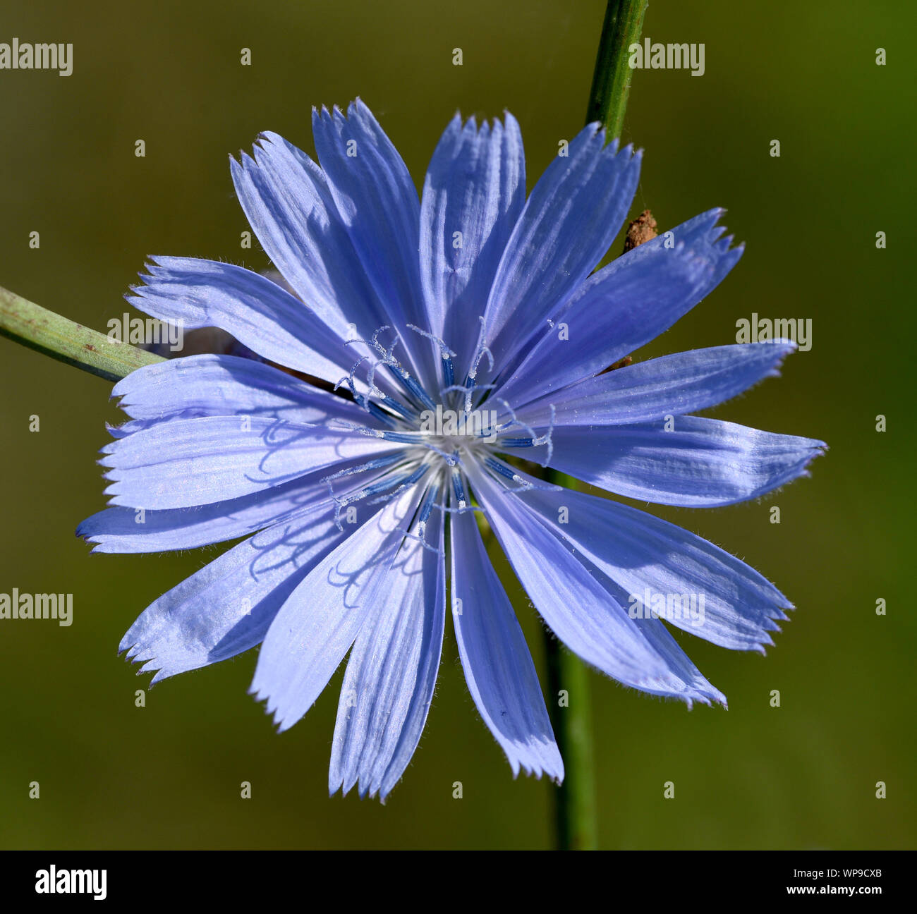 Wegwarte, Cichorium intybus, ist eine Wild- und Heilpflanze mit blauen Blueten. Die Blueten sind essbar. Chicory, Cichorium intybus, is a wild and med Stock Photo