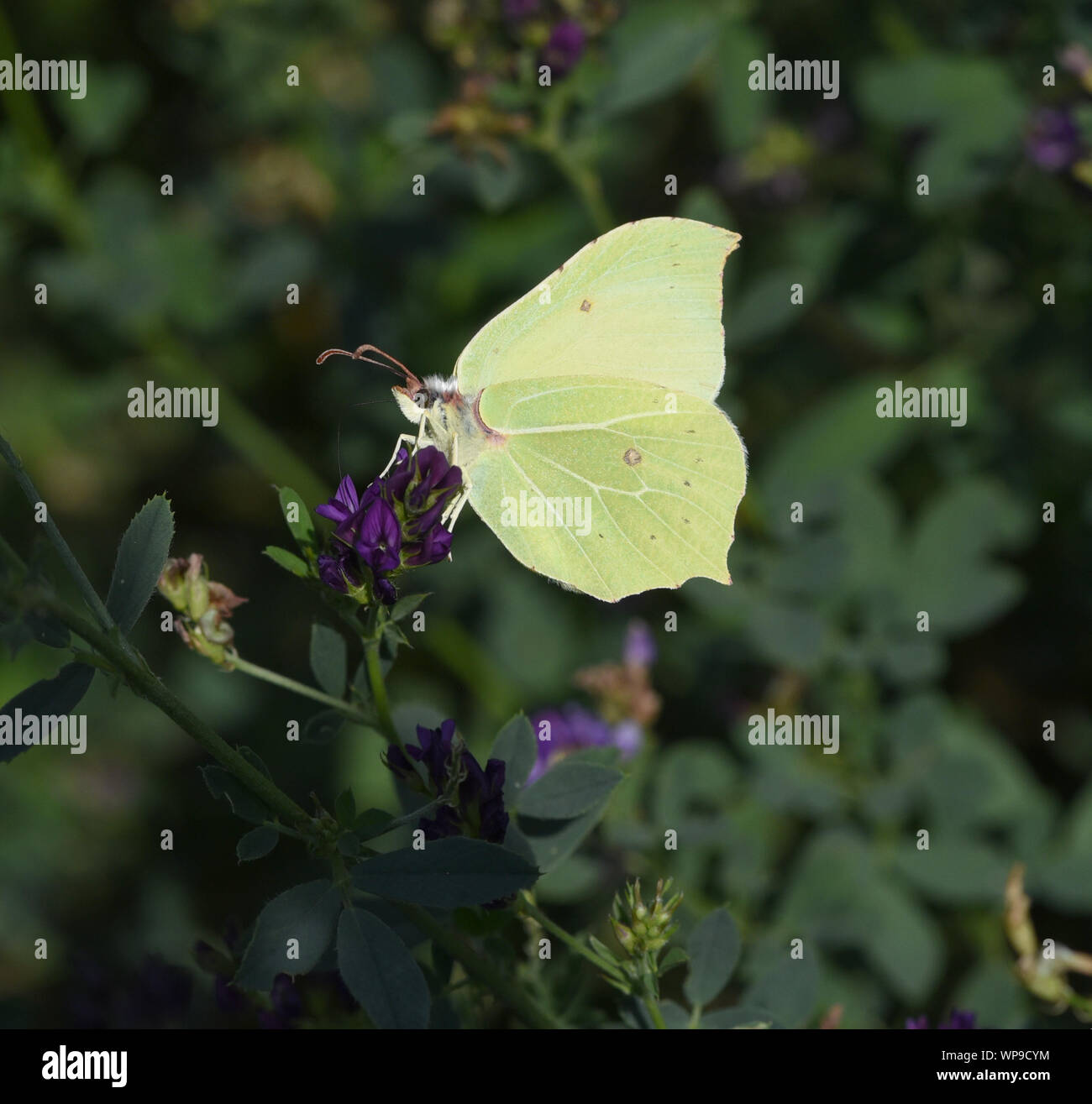 Zitronenfalter, Gonepteryx, rhamni, ist ein gelber Schmetterling und gehoert zu den Tagfaltern. Brimstone, Gonepteryx, rhamni, is a yellow butterfly a Stock Photo