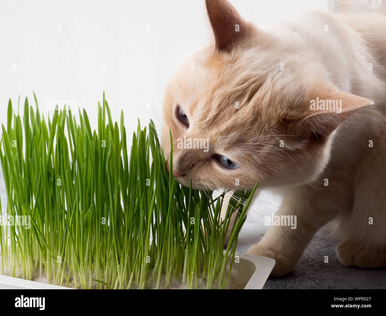 cat eats grass. Cat is eating fresh green grass. Cat grass, pet grass