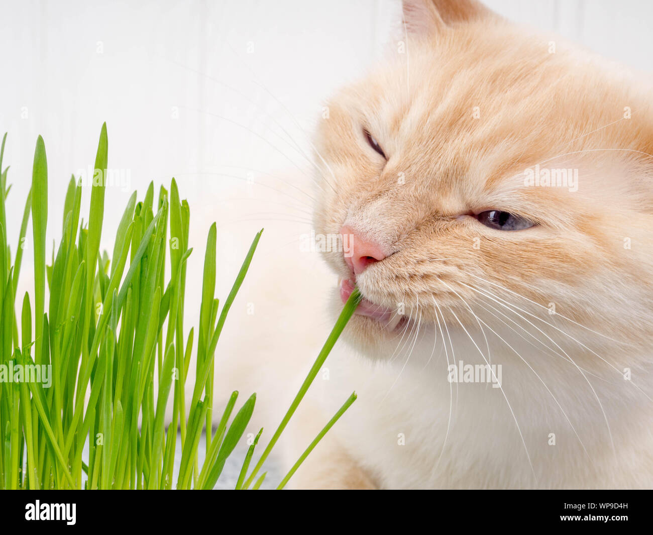 cat eats grass. Cat is eating fresh green grass. Cat grass, pet grass