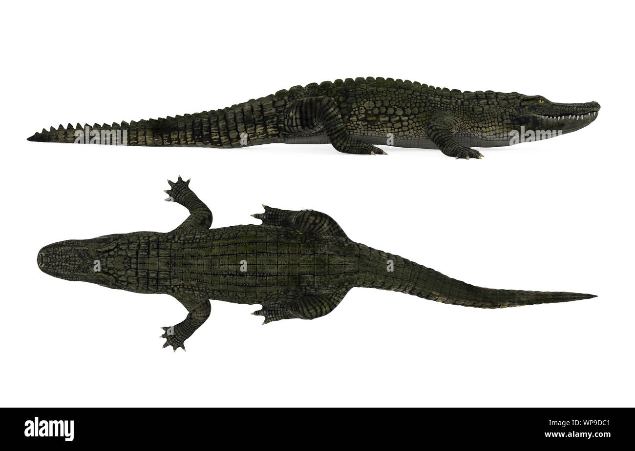 Alligator anatomy hi-res stock photography and images - Alamy