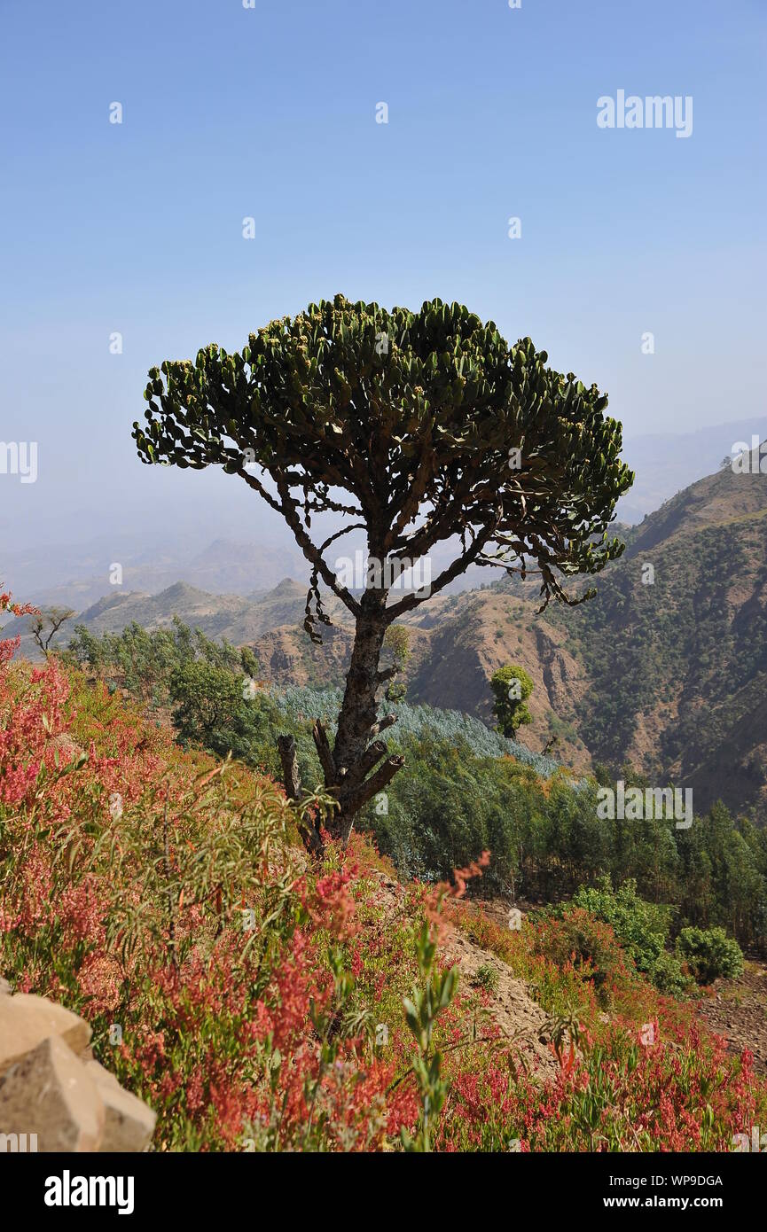 Ethiopian tree hires stock photography and images Alamy