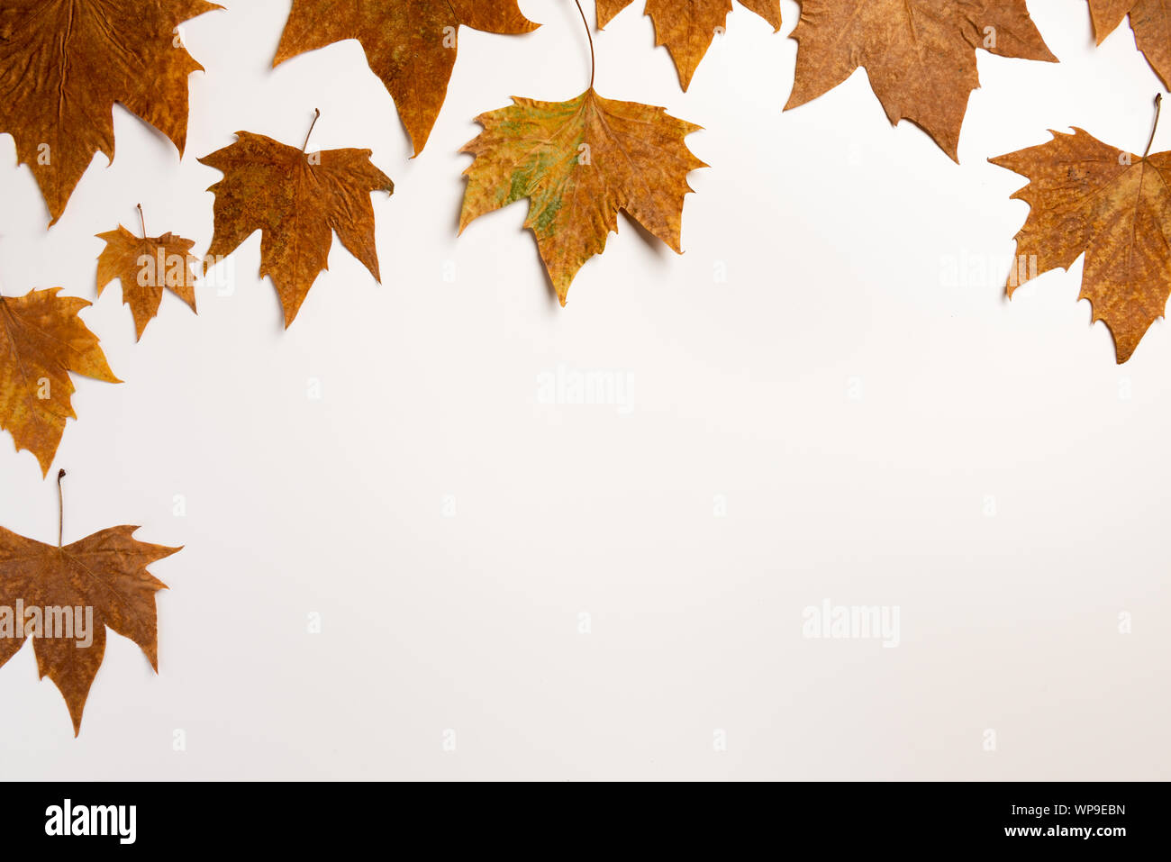 autumn maple leaves frame background with copy space for text Stock Photo - Alamy