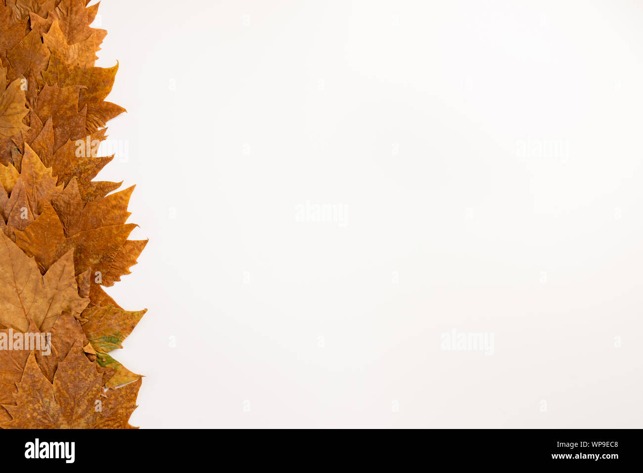 autumn maple leaves frame background with copy space for text Stock Photo - Alamy