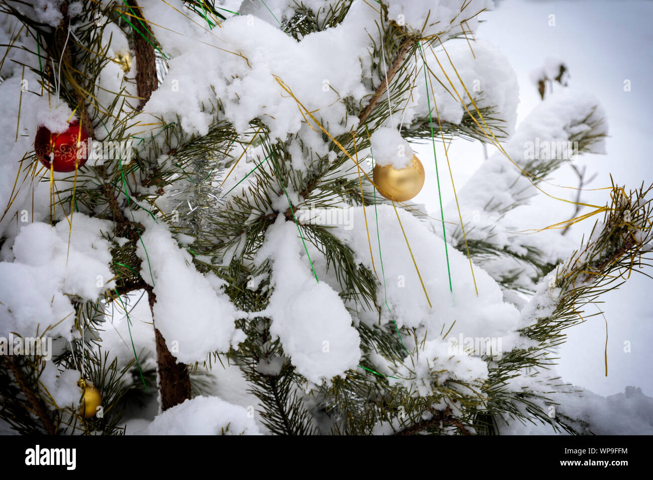 Christmas card with a picture of a Christmas tree Stock Photo - Alamy