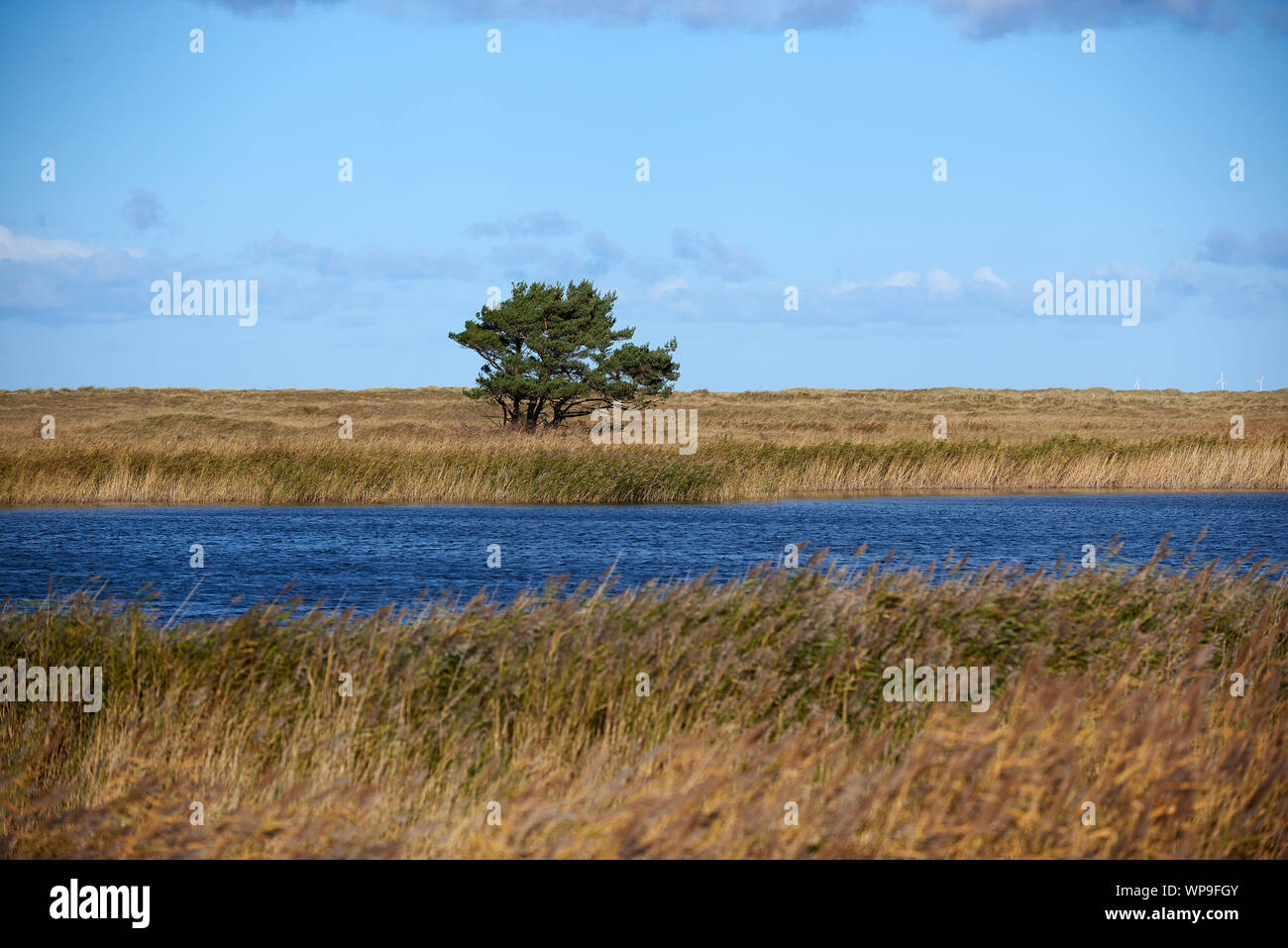 View of a single tree in the silting Libbertsee, separated from the sea, with deep blue water and reeds on a windy, sunny day. Stock Photo