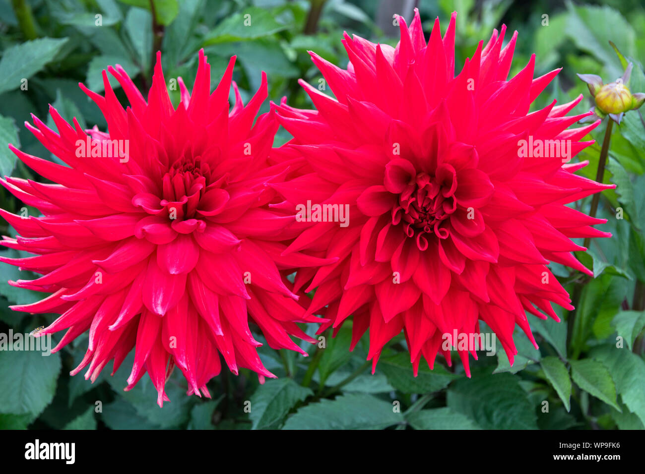 Two red Dahlia Kenora Valentine flowers - large decorative dahlia Stock Photo