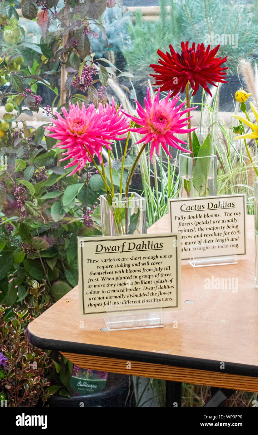 Display Of Dwarf Dahlias In Small Glass Vases Uk Stock Photo