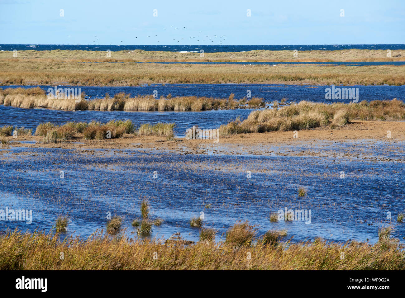 View of the silting Libbertsee, separated from the sea, with deep blue water and reeds on a windy, sunny day. Stock Photo