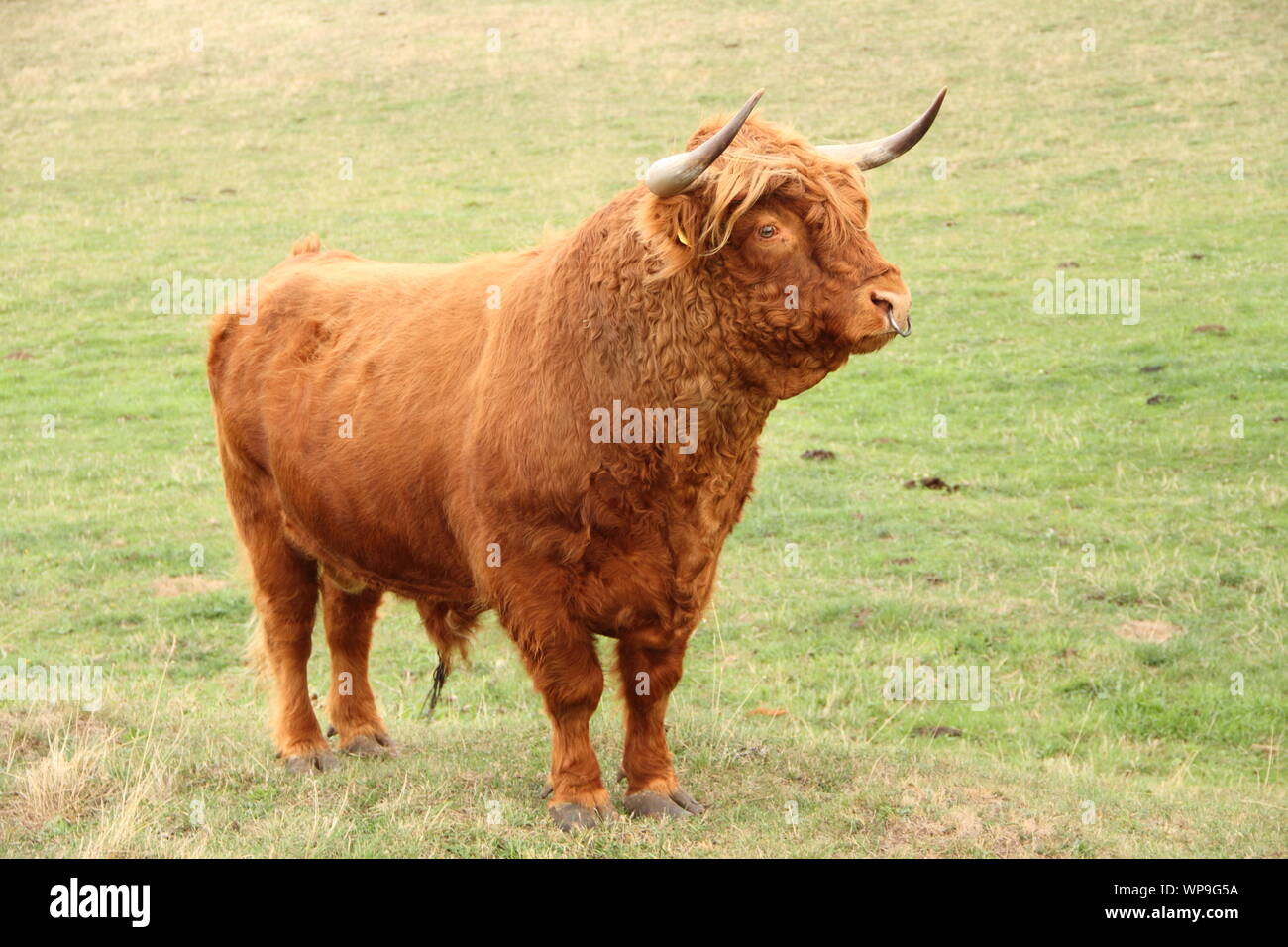 Scottish highland cattle on the meadow Stock Photo - Alamy
