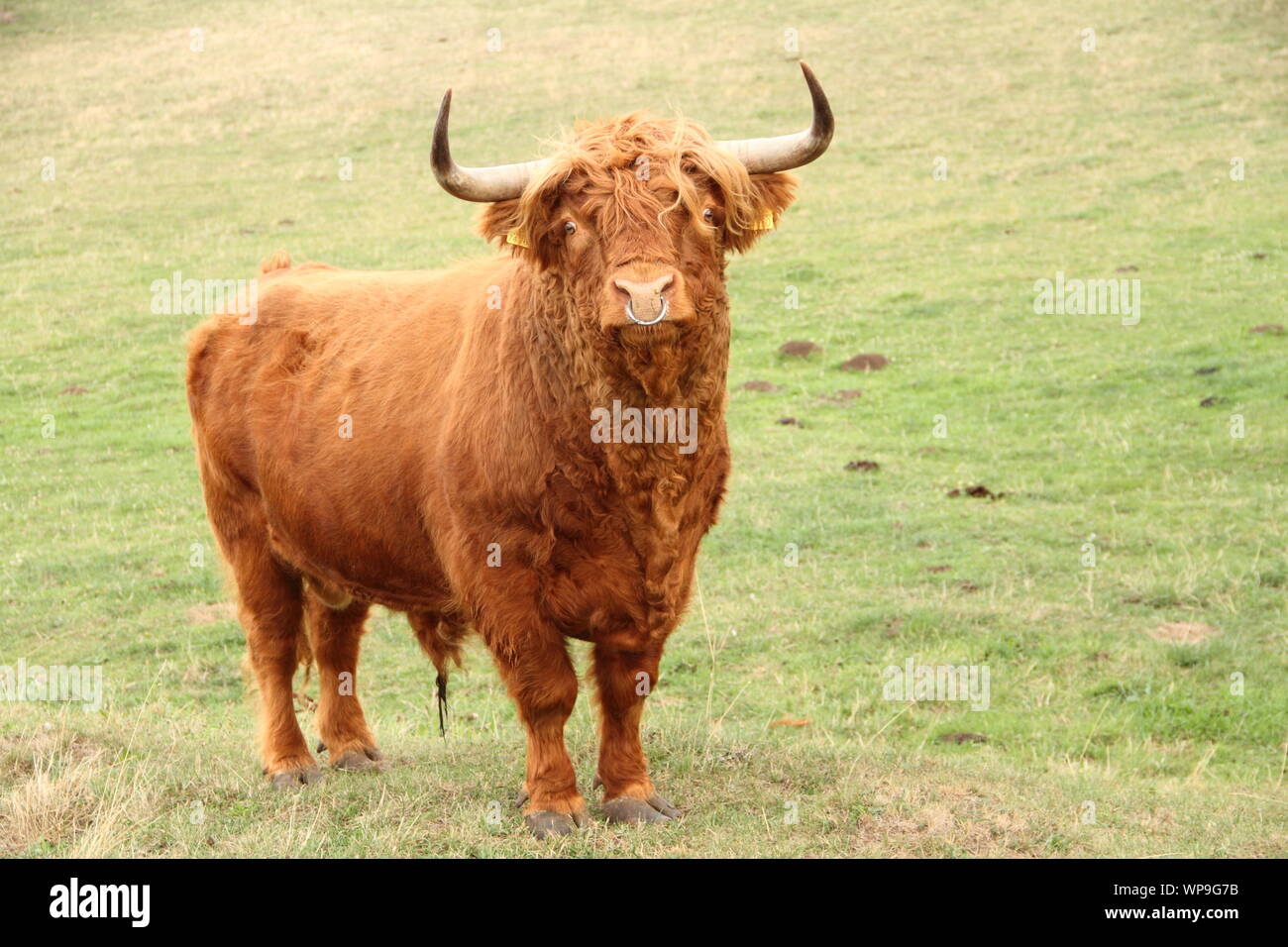 Scottish highland cattle on the meadow Stock Photo - Alamy