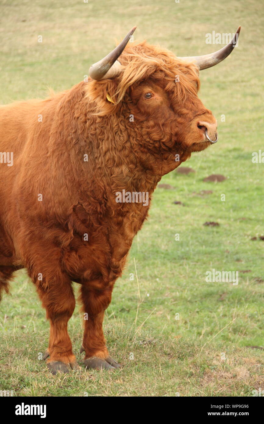 Scottish highland cattle on the meadow Stock Photo - Alamy